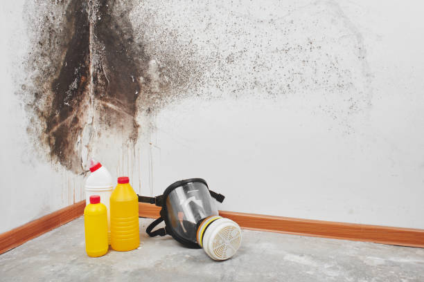 Best Emergency Mold Removal  in Ellis, KS