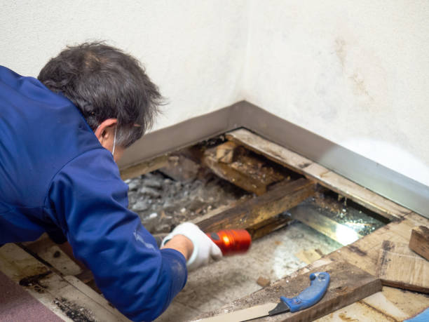 Best Toxic Mold Removal  in Ellis, KS