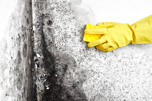 Best Mold Testing  in Ellis, KS