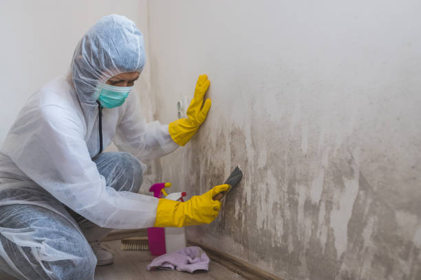 Best Mold Testing  in Ellis, KS