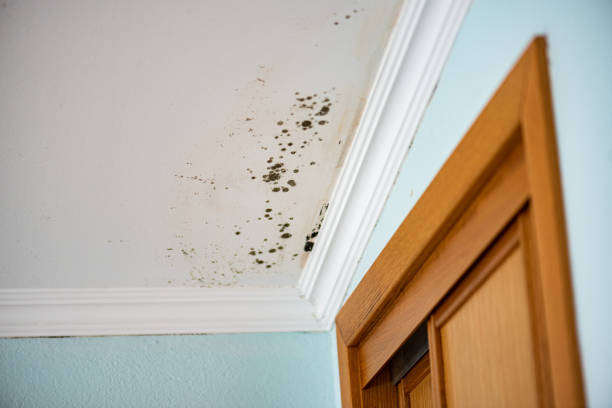 Best Mold Removal Specialists  in Ellis, KS