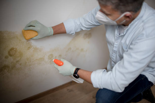 Mold Removal Process in Ellis, KS