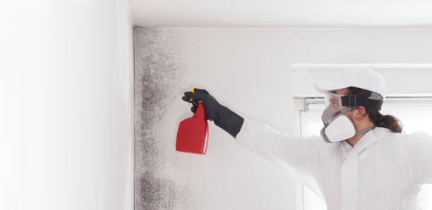 Professional Mold Removal in Ellis, KS
