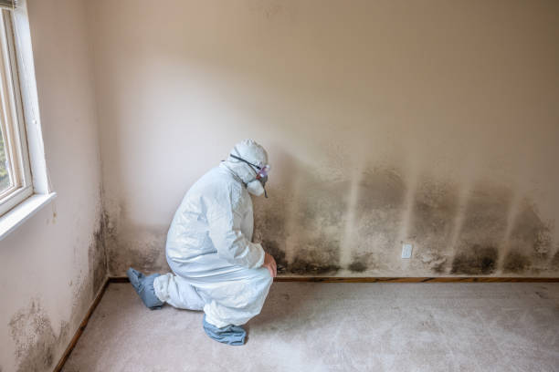 Best Professional Mold Removal  in Ellis, KS