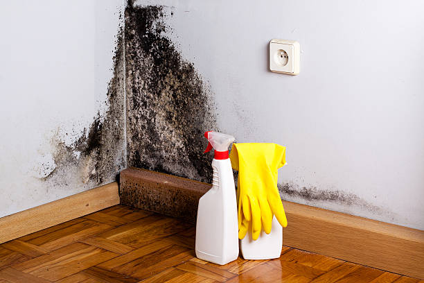 Best Residential Mold Removal  in Ellis, KS