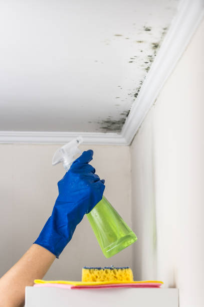 Best Commercial Mold Removal  in Ellis, KS